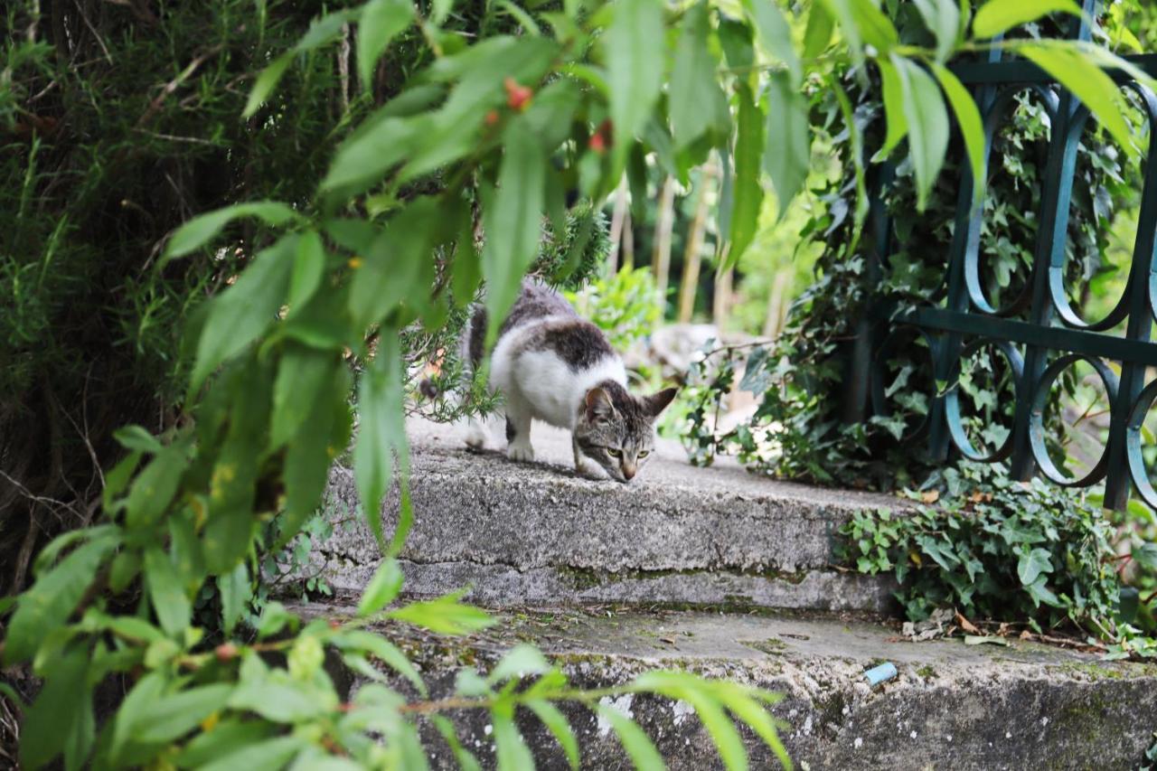 Hotel Kamp Seosko Domacinstvo Radman à Herceg Novi Extérieur photo